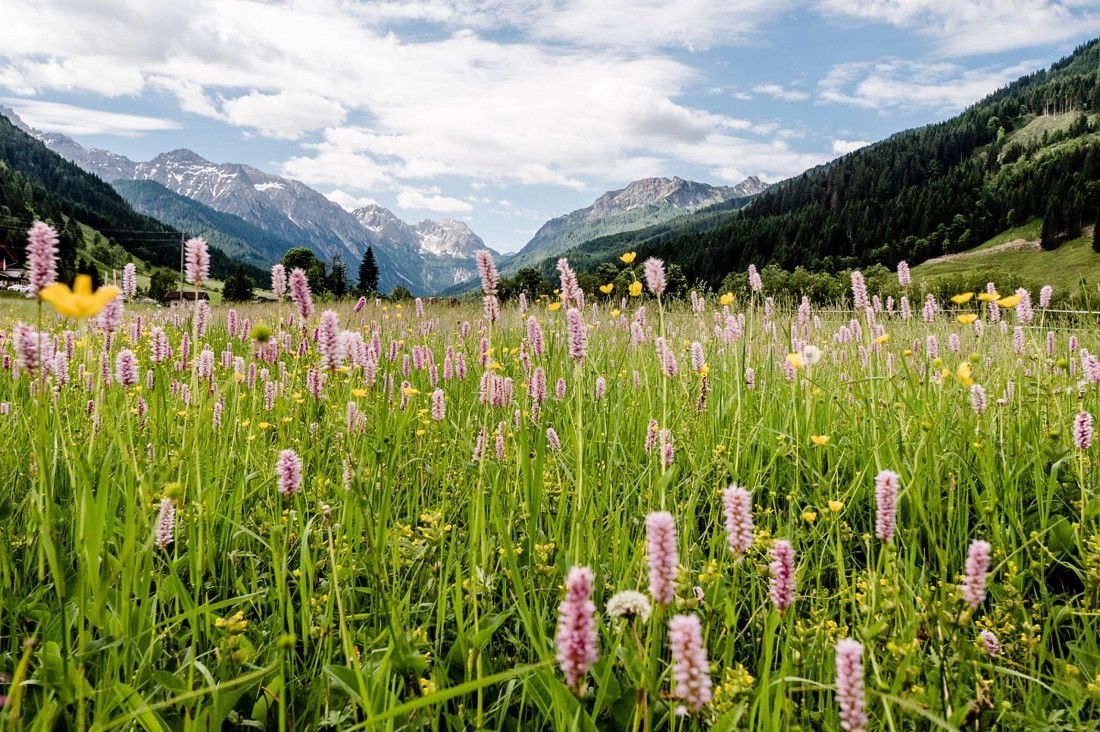 Blühende Almwiese vor Bergpanorama in Wagrain-Kleinarl im Salzburger Land © Wagrain‑Kleinarl Tourismus